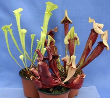 3 x SARRACENIA pitcher
