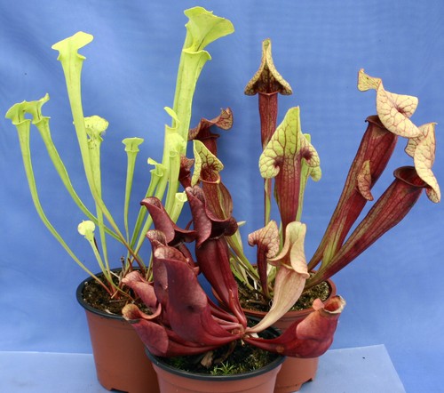 Sarracenia pitcher - sarracenia,