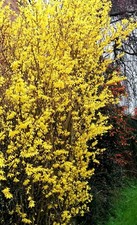 2 bare rooted forsythia deciduous shrub hardy plants
