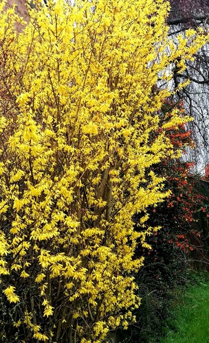 Bare rooted forsythia - 2,
