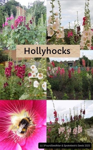 100 mixed colour hollyhock - colour,