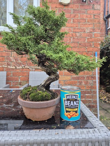 Itoigawa juniper bonalsai - bonalsai, tree