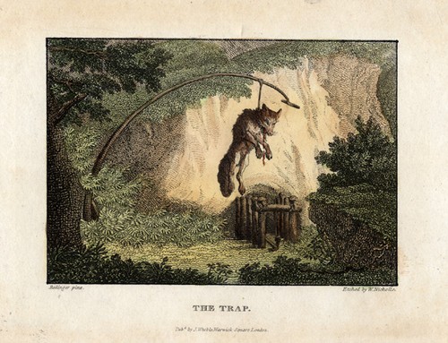 Antique print fox - antique, print-fox