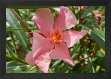 oleander in the garden Framed