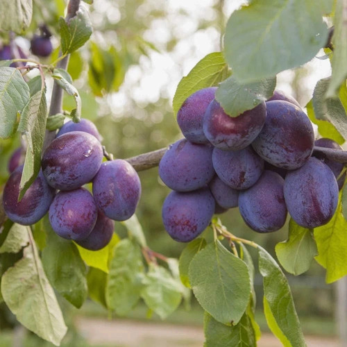 Potted dwarf plum fruit tree - dwarf,