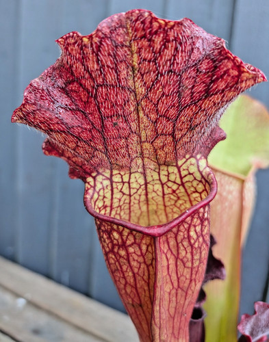 Sarracenia mitchelliana - sarracenia,