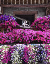PETUNIA 200 SEEDS MIX SUPERBISSIMA BALCONY POTS BASKETS