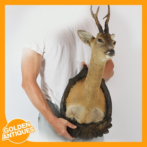 Real roe deer head - real,