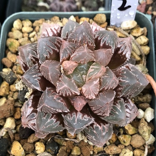 5cm succulent plant haworthia - succulent,