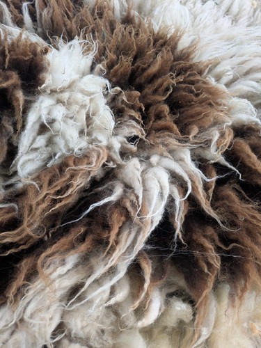 Jacob shearling ram - jacob, (lamb)