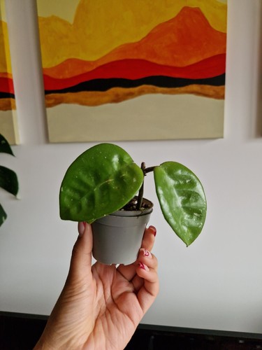 Hoya carnosa fungii krinkle - hoya, (fungii/krinkle
