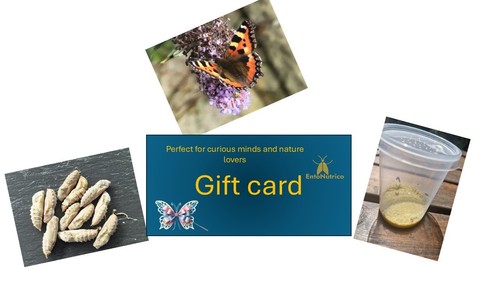 Butterfly life cycle - 🦋,