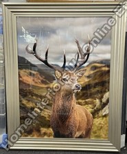 Champagne step frame Stag in