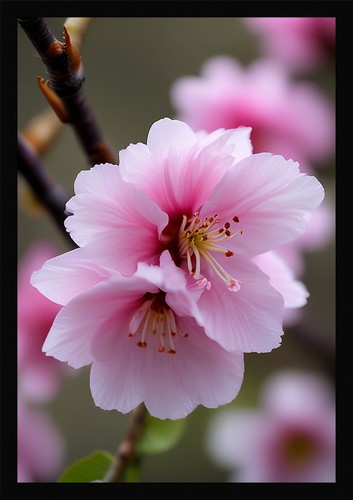 Serene cherry blossom framed - serene,