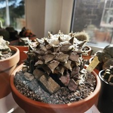 Ariocarpus Retusus. Rare Cacti. Ex Grafted Plant On Own Root. 5 Inch Across