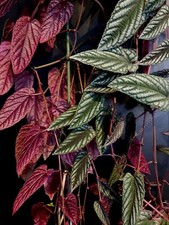 Rex Begonia Vine. Cissus Discolor. 1X Rooted Cutting. Fast Growing Vining Plant.