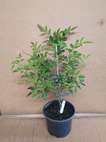 Yellow jasmine humile - yellow,