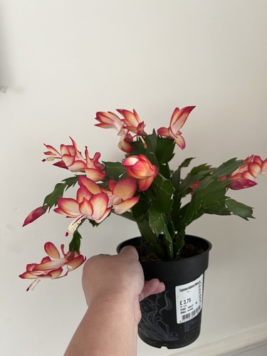 Christmas thanksgiving cactus - christmas,