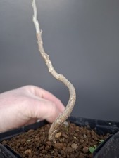 wisteria Bonsai Tree bonsai