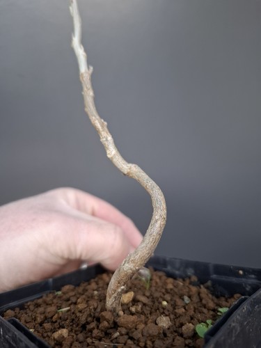 Wisteria bonsai tree - wisteria,