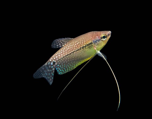 Pearl gourami trichopodus - gourami, (trichopodus