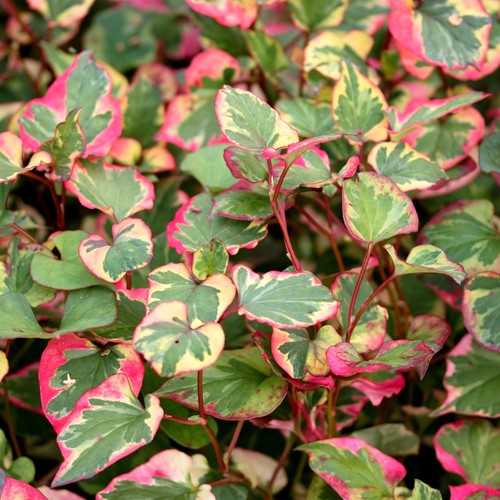 Houttuynia cordata chameleon - houttuynia,