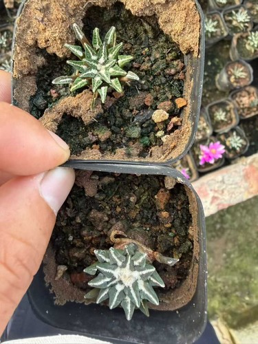 5pcs ariocarpus - 5pcs,