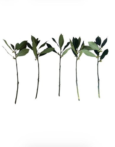 Bay laurel tree stem - laurel, 5