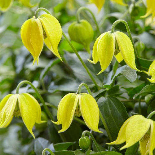 Clematis tangutica little - clematis,