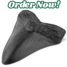 Black Shark Teeth Fossil 5Inch Giant Megalodon Tooth Easy Clean Resin Shark Teet