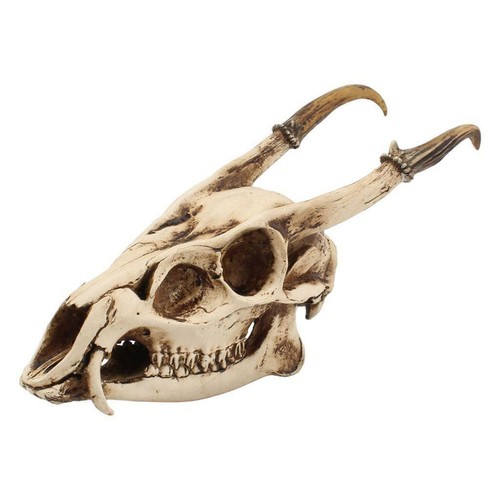 Goat skull head - goat, sculpture