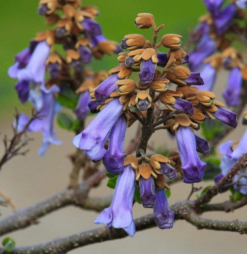 Paulownia tomentosa - -,
