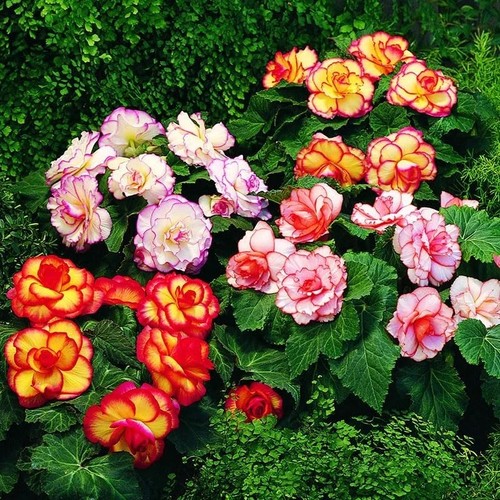 Begonia picotee bicolour mix - bicolour,