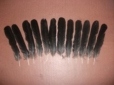 12 CARRION CROW TAIL FEATHERS