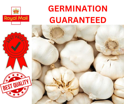 Garlic cloves solent - cloves, wight"