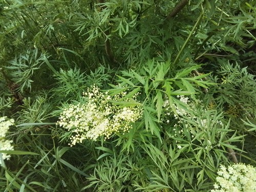 Elder cut leaf elderberry - elder,