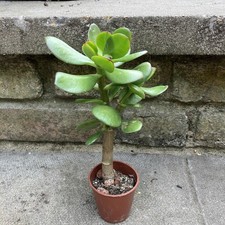 Jade money plant trees - 16+cm,