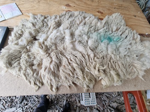 Raw sheep fleece - raw,