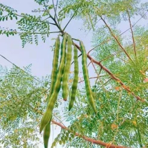 Moringa wingless seeds for - wingless,