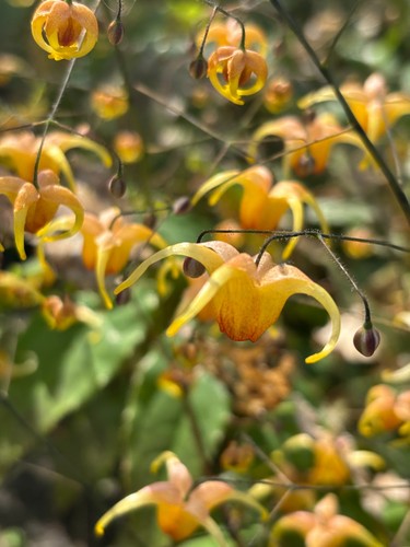 Two epimedium perralchicum - x,