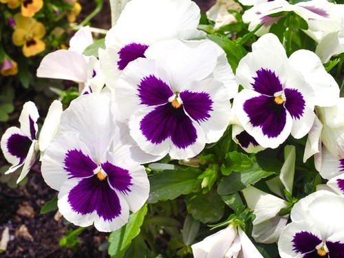 Viola wittrockiana swiss - viola, giant