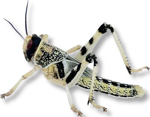 Nutritious live locusts - nutritious,