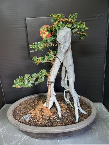 Tanuki needle juniper - (83r)tanuki,