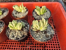 Haworthia Truncata Green Lime