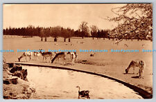 R755037 Whipsnade Park Fallow Deer