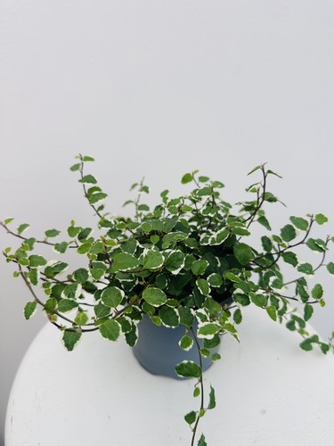 Ficus pumila creeping - -,