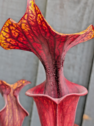 Sarracenia flava var ornata - sarracenia,
