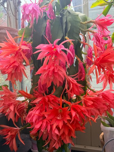 Epiphyllum red disocactus - red.,