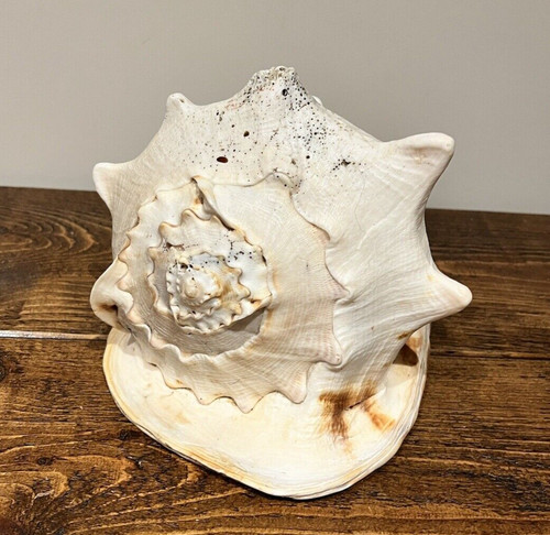 Seashell large shell conch - seashell,