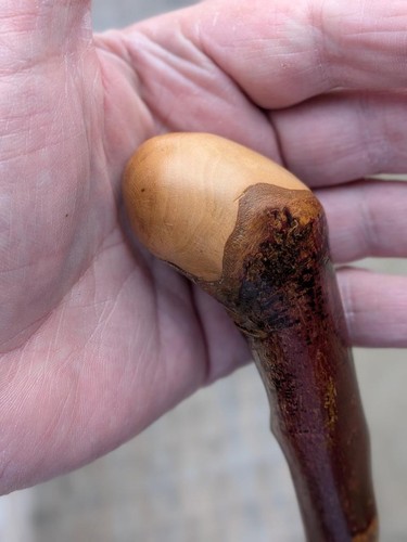 Blackthorn walking stick - blackthorn,